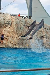 the dolphin show
