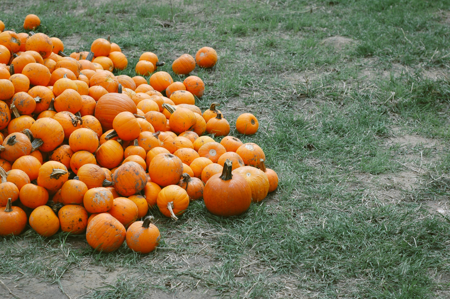 pumpkins-20